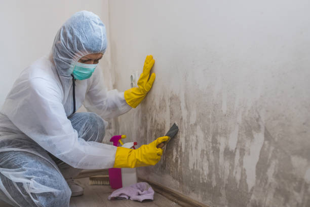 Best Mold Odor Removal Services  in Laguna Park, TX