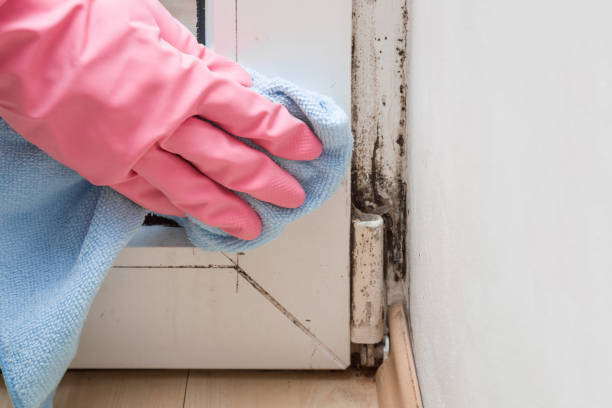 Best Biohazard Mold Removal  in Laguna Park, TX